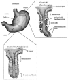 Figure 1. Schematic representation of gastric structure.