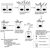 Figure 2. Overview of adherence phenotypes of H.