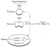 Figure 142.5. Normal thyroid homeostasis.