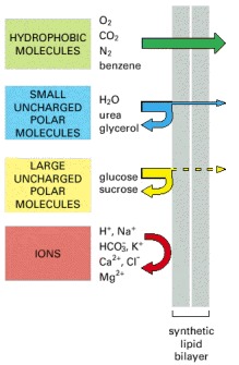 https://www.ncbi.nlm.nih.gov/books/NBK26815/bin/ch11f1.jpg