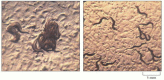 Figure 8-56. Screens can detect mutations that affect an animal's behavior.