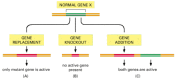 Figure 8-64. Gene replacement, gene knockout, and gene addition.