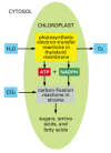 Figure 14-37. The reactions of photosynthesis in a chloroplast.