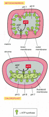 Figure 14-49. A comparison of the flow of H+ and the orientation of the ATP synthase in mitochondria and chloroplasts.