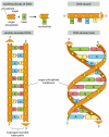 Figure 4-3. DNA and its building blocks.
