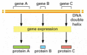 Figure 4-6. The relationship between genetic information carried in DNA and proteins.