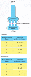 Figure 6-53. Wobble base-pairing between codons and anticodons.