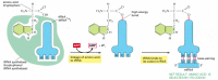 Figure 6-58. The genetic code is translated by means of two adaptors that act one after another.