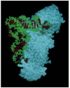 Figure 6-60. The recognition of a tRNA molecule by its aminoacyl-tRNA synthetase.