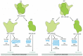 Figure 6-63. A comparison of the structures of procaryotic and eucaryotic ribosomes.