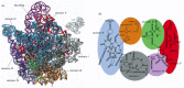 Figure 6-67. Structure of the rRNAs in the large subunit of a bacterial ribosome, as determined by x-ray crystallography.