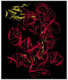 Figure 6-69. Structure of the L15 protein in the large subunit of the bacterial ribosome.