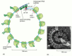 Figure 6-75. A polyribosome.