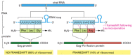 Figure 6-78. The translational frameshifting that produces the reverse transcriptase and integrase of a retrovirus.