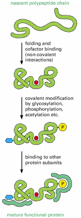 Figure 6-79. Steps in the creation of a functional protein.