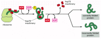 Figure 6-83. The hsp70 family of molecular chaperones.