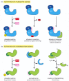 Figure 6-88. Two general ways of inducing the degradation of a specific protein.