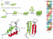 Figure 6-89. Protein aggregates that cause human disease.