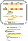 Figure 6-90. The production of a protein by a eucaryotic cell.