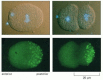 Figure 18-32. An asymmetric cell division segregating cytoplasmic components to only one daughter cell.