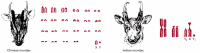 Figure 4-14. Two closely related species of deer with very different chromosome numbers.