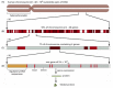 Figure 4-15. The organization of genes on a human chromosome.