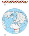 Figure 4-16. Scale of the human genome.