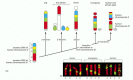 Figure 4-19. A proposed evolutionary history of human chromosome 3 and its relatives in other mammals.