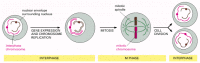 Figure 4-20. A simplified view of the eucaryotic cell cycle.