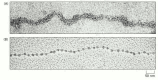 Figure 4-23. Nucleosomes as seen in the electron microscope.