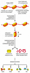 Figure 4-24. Structural organization of the nucleosome.