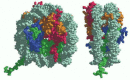 Figure 4-25. The structure of a nucleosome core particle, as determined by x-ray diffraction analyses of crystals.