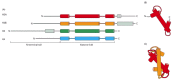 Figure 4-26. The overall structural organization of the core histones.