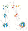 Figure 4-27. The assembly of a histone octamer.