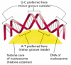 Figure 4-28. The bending of DNA in a nucleosome.