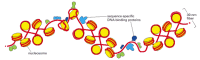 Figure 4-30. Irregularities in the 30-nm fiber.