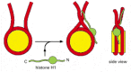 Figure 4-31. A speculative model for how histone H1 could change the path of DNA as it exits from the nucleosome.