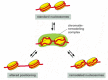 Figure 4-33. Model for the mechanism of some chromatin remodeling complexes.