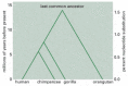 Figure 7-108. A phylogenetic tree showing the relationship between the human and the great apes based on nucleotide sequence data.