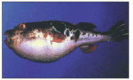 Figure 7-112. The puffer fish, Fugu rubripes.