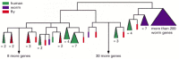 Figure 7-114. A phylogenetic tree based on the inferred protein sequences for all nuclear hormone receptors encoded in the genomes of human (H. sapiens), a nematode worm (C. elegans), and a fruit fly (D. melanogaster).