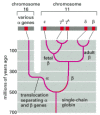 Figure 7-116. An evolutionary scheme for the globin chains that carry oxygen in the blood of animals.
