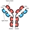 Figure 7-117. Schematic view of an antibody (immunoglobulin) molecule.