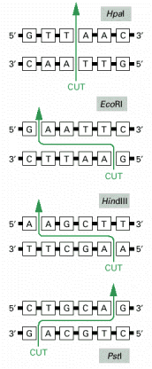 Figure 8-21. The DNA nucleotide sequences recognized by four widely used restriction nucleases.