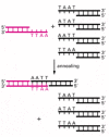 Figure 8-22. Restriction nucleases produce DNA fragments that can be easily joined together.