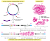 Figure 8-32. The making of a yeast artificial chromosome (YAC).