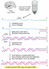 Figure 8-34. The synthesis of cDNA.