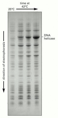 Figure 8-43. Production of large amounts of a protein by using a plasmid expression vector.