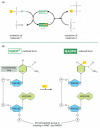 Figure 2-60. NADPH, an important carrier of electrons.