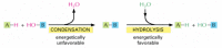 Figure 2-64. Condensation and hydrolysis as opposite reactions.